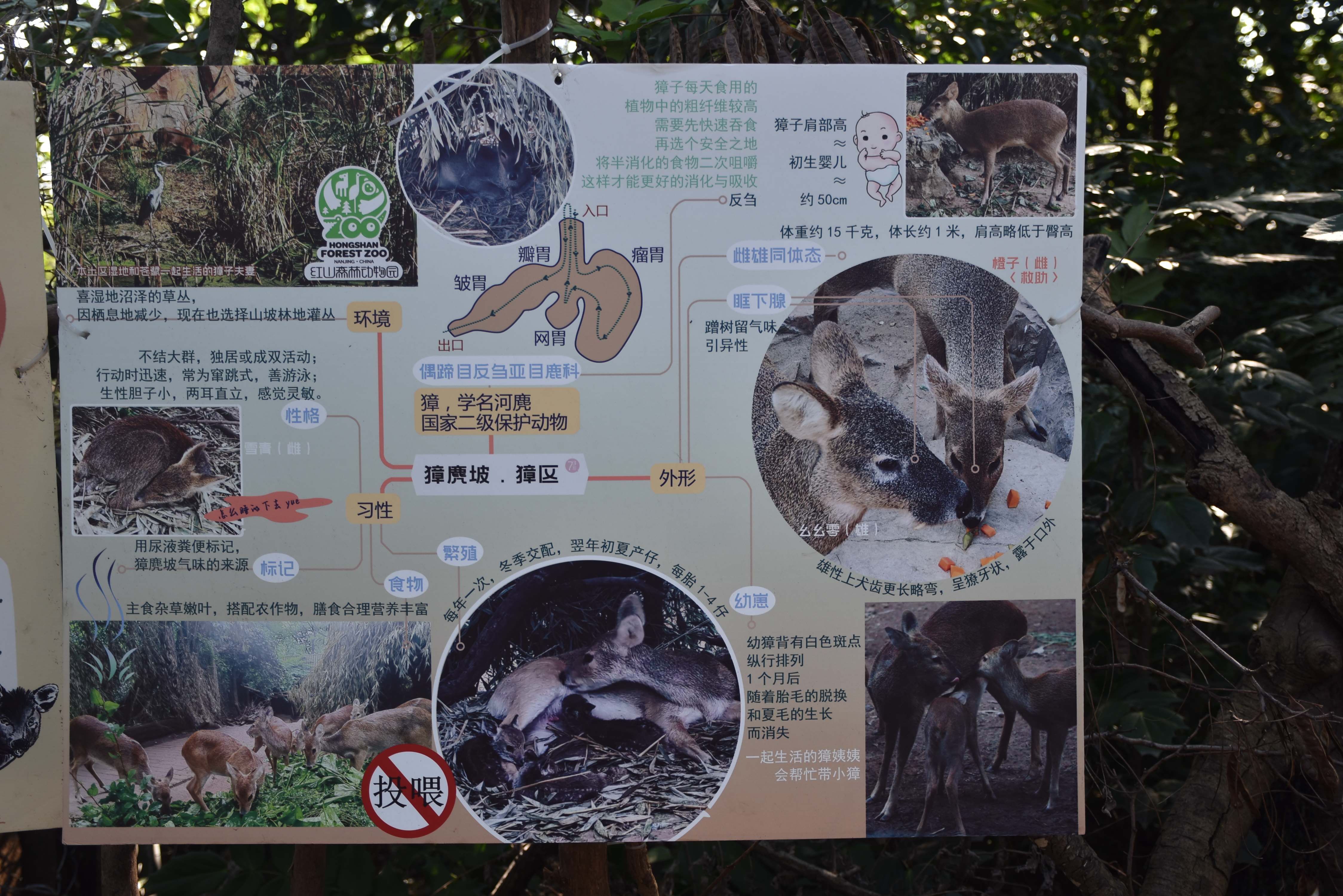 獐麂1